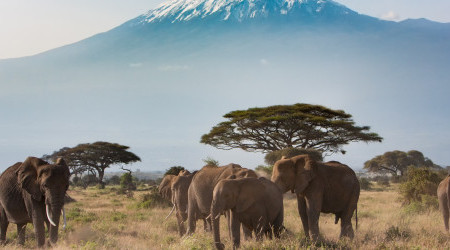 Safari-Afrika